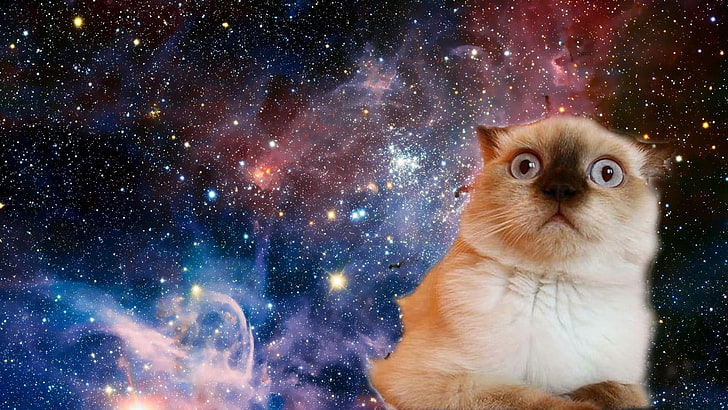 Cat Space Funny Confused Wallpaper Preview
